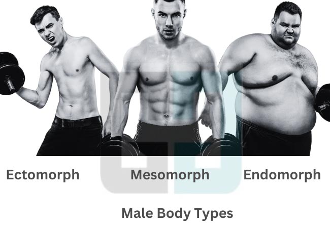 Most Attractive Male Body Shape